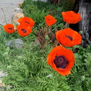 Meet your Posher, Carol